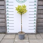 Tavoľa kalinolistá (Physocarpus opulifolius) ´LUTEUS´ - výška 90-110 cm, kont. C5L - NA KMIENKU